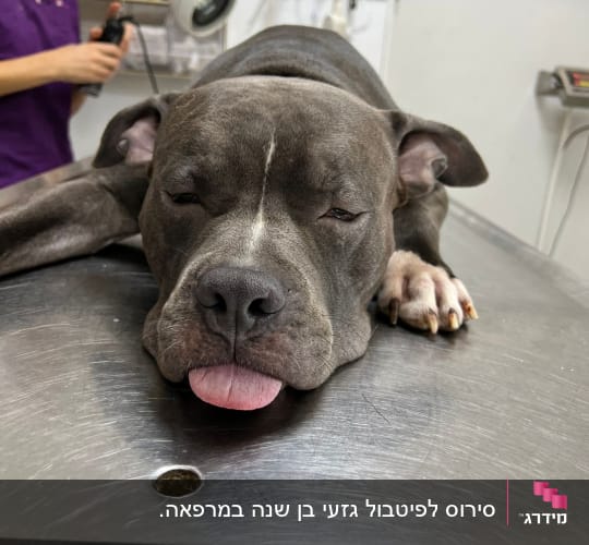 כלב שוכב על שולחן בדיקה וטרינרי
